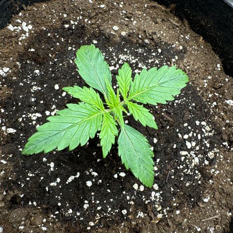 Gorilla Zkittlez Auto growlog photo: Wachstumsphase beginnt
Gut vom Spargeln erholt.
Stamm sichtlich dicker.
9,5cm groß