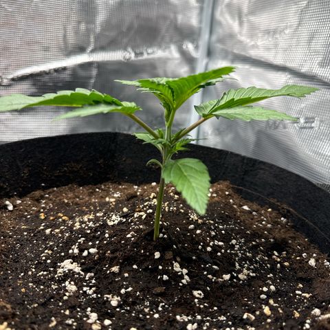 Ztrawberriez Auto growlog timeline photo