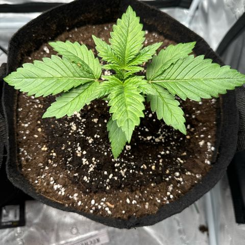 Ztrawberriez Auto growlog timeline photo