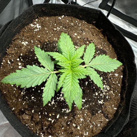 Gorilla Zkittlez Auto growlog timeline photo