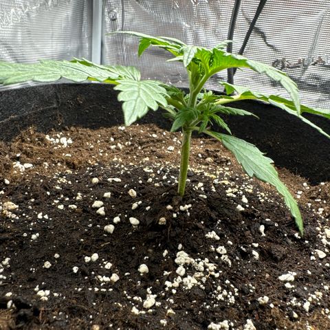 Gorilla Zkittlez Auto growlog timeline photo