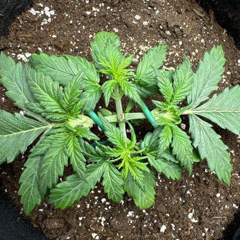Gorilla Zkittlez Auto growlog timeline photo