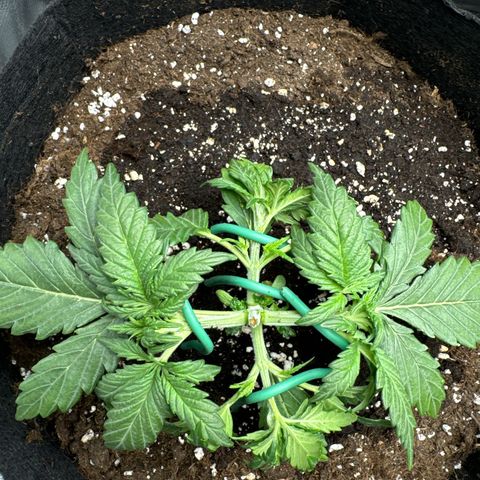 Gorilla Zkittlez Auto growlog timeline photo