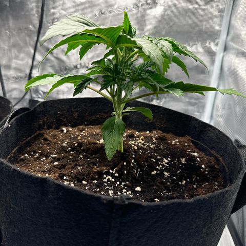 Ztrawberriez Auto growlog timeline photo