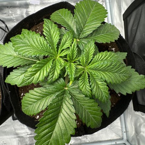 Ztrawberriez Auto growlog timeline photo