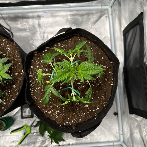 Ztrawberriez Auto growlog timeline photo