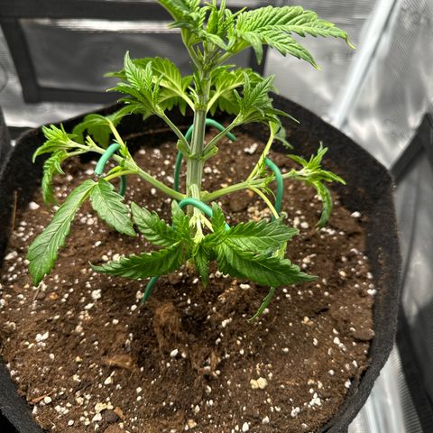 Ztrawberriez Auto growlog timeline photo