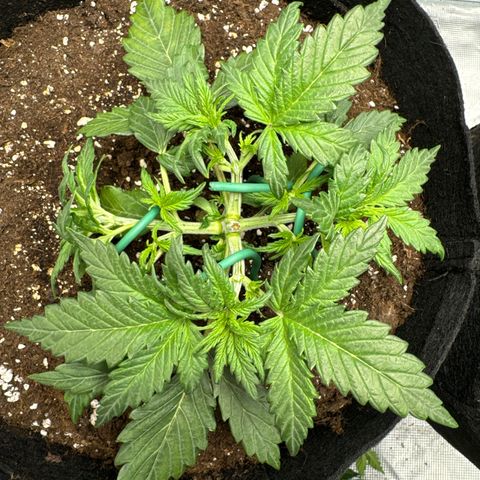 Gorilla Zkittlez Auto growlog timeline photo