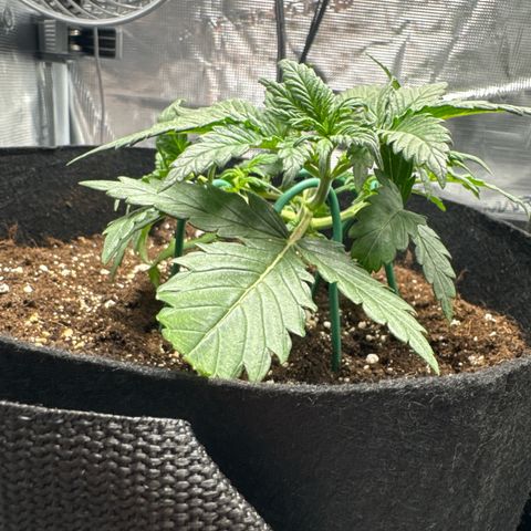 Gorilla Zkittlez Auto growlog timeline photo