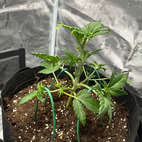 Ztrawberriez Auto growlog photo: LST nochmals justiert