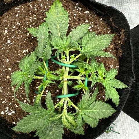 Gorilla Zkittlez Auto growlog photo: LST nochmals justiert