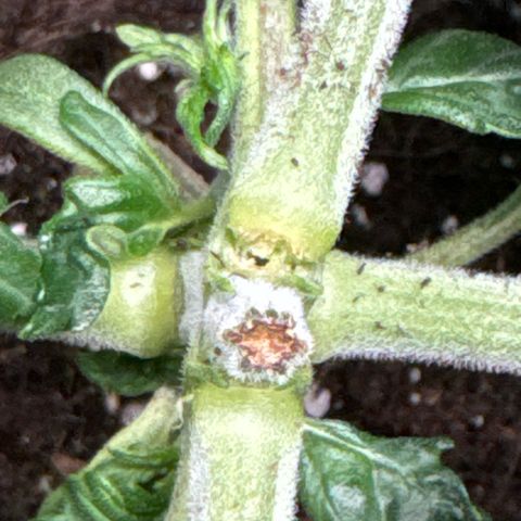 Gorilla Zkittlez Auto growlog photo: Gebrochener Stamm