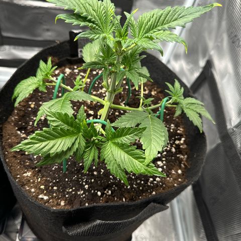 Ztrawberriez Auto growlog timeline photo