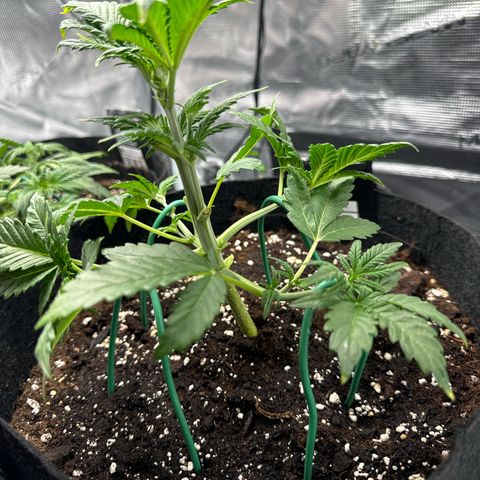 Ztrawberriez Auto growlog timeline photo