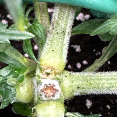 Gorilla Zkittlez Auto growlog timeline photo