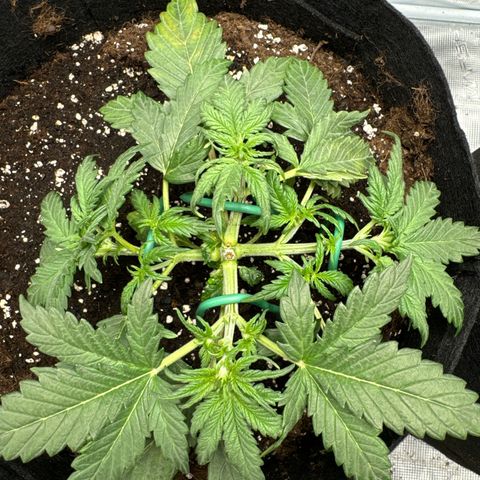 Gorilla Zkittlez Auto growlog timeline photo
