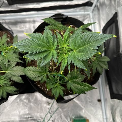 Ztrawberriez Auto growlog timeline photo