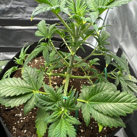 Ztrawberriez Auto growlog timeline photo