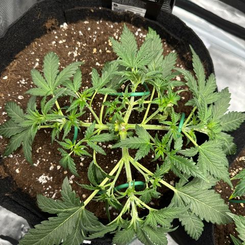 Gorilla Zkittlez Auto growlog timeline photo