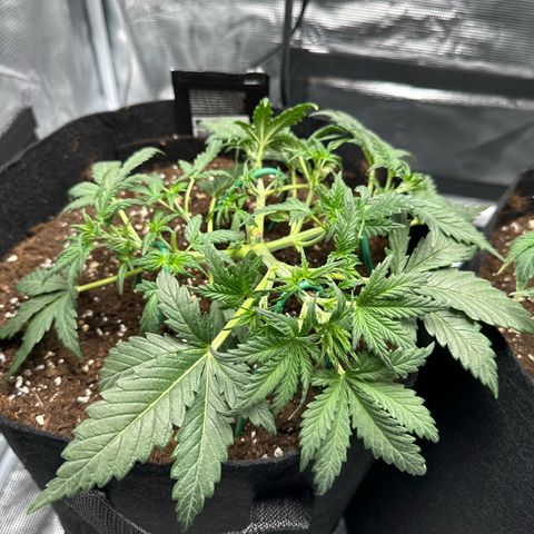 Gorilla Zkittlez Auto growlog timeline photo