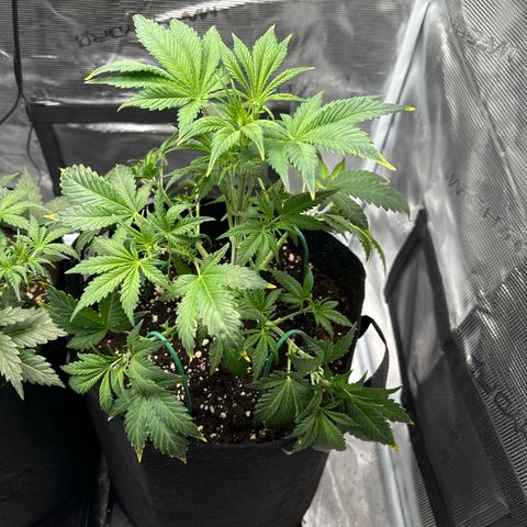 Ztrawberriez Auto growlog timeline photo