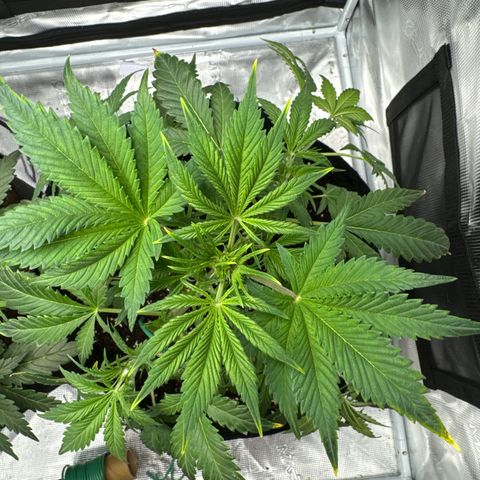 Ztrawberriez Auto growlog timeline photo