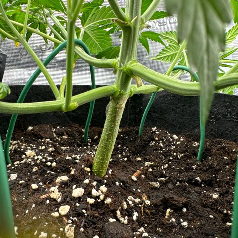 Ztrawberriez Auto growlog timeline photo