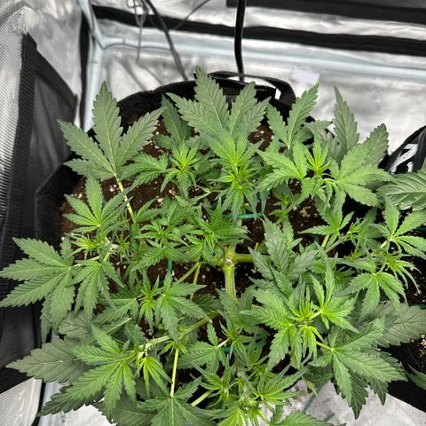 Gorilla Zkittlez Auto growlog timeline photo