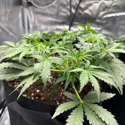 Gorilla Zkittlez Auto growlog timeline photo