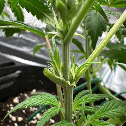 Ztrawberriez Auto growlog timeline photo