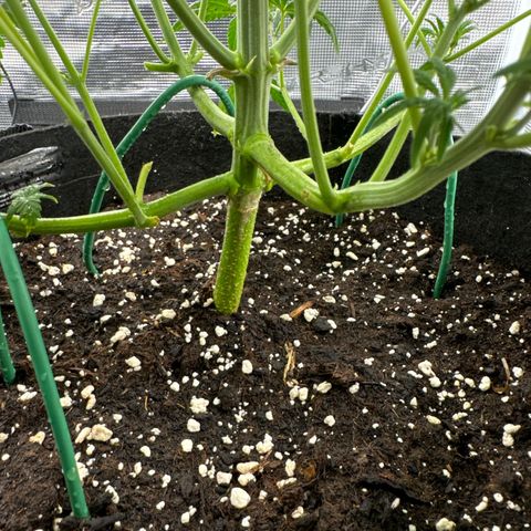 Ztrawberriez Auto growlog timeline photo