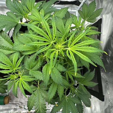 Ztrawberriez Auto growlog timeline photo
