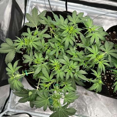 Gorilla Zkittlez Auto growlog timeline photo