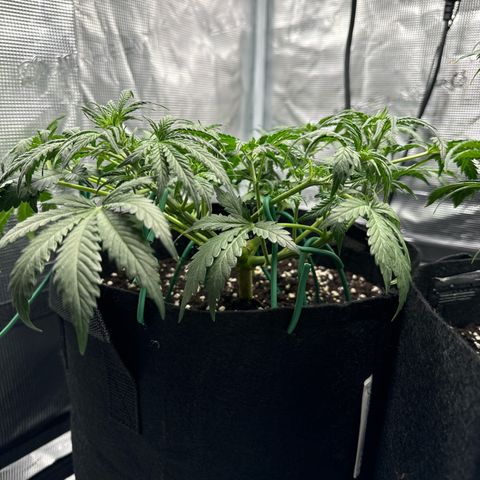 Gorilla Zkittlez Auto growlog timeline photo