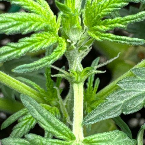 Gorilla Zkittlez Auto growlog timeline photo