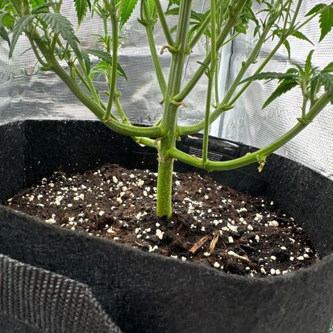 Ztrawberriez Auto growlog timeline photo