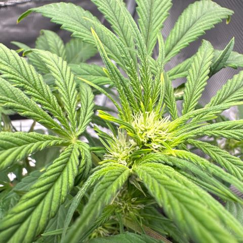 Ztrawberriez Auto growlog timeline photo