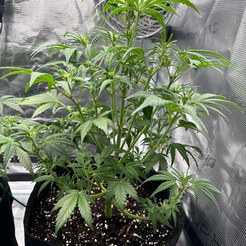 Ztrawberriez Auto growlog timeline photo
