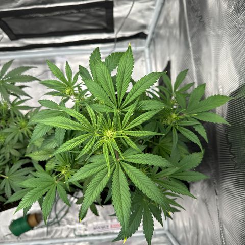 Ztrawberriez Auto growlog timeline photo