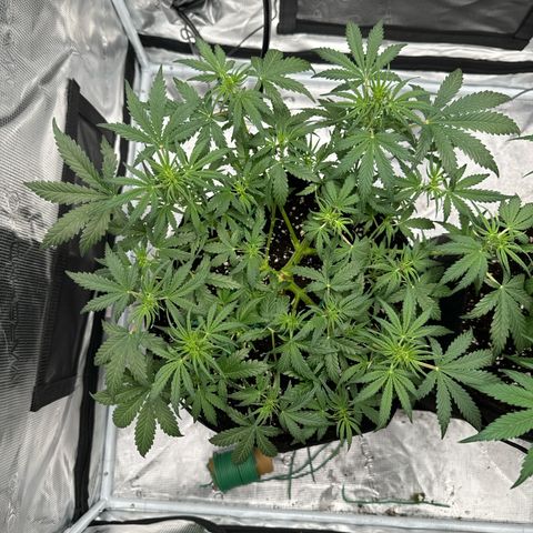 Gorilla Zkittlez Auto growlog timeline photo