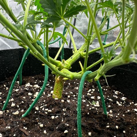 Gorilla Zkittlez Auto growlog timeline photo