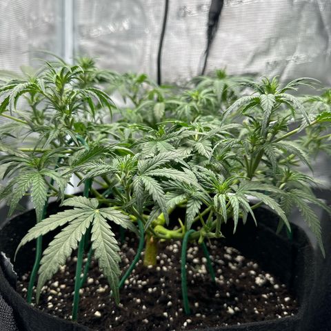 Gorilla Zkittlez Auto growlog timeline photo