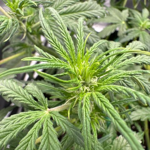 Gorilla Zkittlez Auto growlog timeline photo