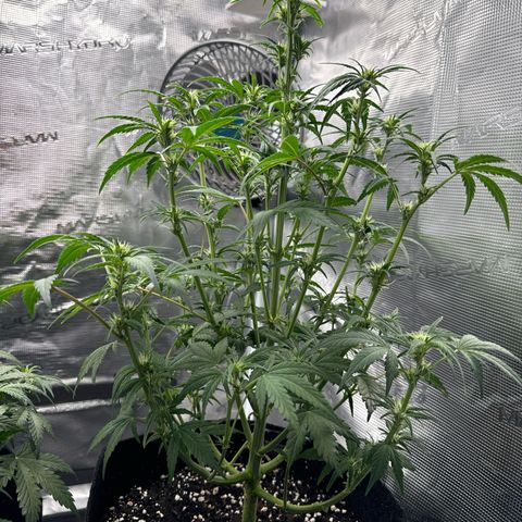 Ztrawberriez Auto growlog timeline photo