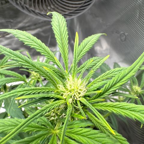 Ztrawberriez Auto growlog timeline photo