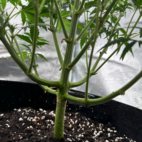 Ztrawberriez Auto growlog timeline photo