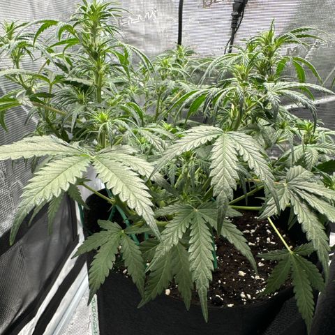 Gorilla Zkittlez Auto growlog timeline photo