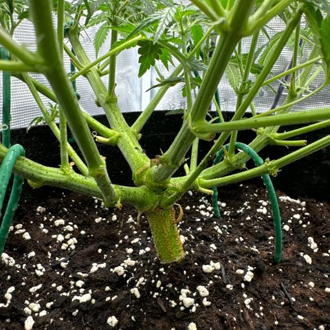 Gorilla Zkittlez Auto growlog timeline photo