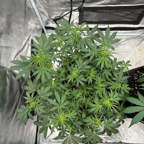 Gorilla Zkittlez Auto growlog timeline photo