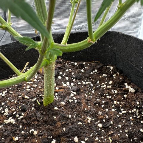 Ztrawberriez Auto growlog timeline photo